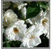 Climbing Rose