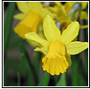 Daffodil Miniature