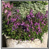 Garden Pot