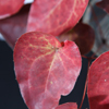Epimedium Ground Cover