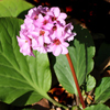 Bergenia Ground Cover