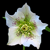 Ground Covering Hellebore Flower