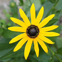 Rudbeckia Goldstrum