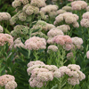 Sedum Autumn Joy