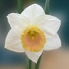 Spring Flowering daffodil