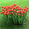 Spring Tulip Bulbs