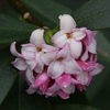 Daphne in Winter