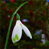 Winter Flowering Galanthus