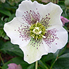 Winter Hellebore Flower