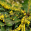 Mahonia in flower in winter