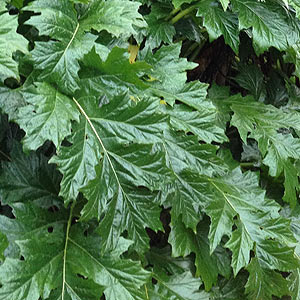 Acanthus mollis foliage