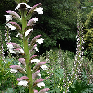 Acanthus mollis