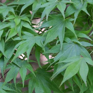Acer palmatum 'osakazuki'