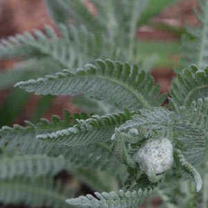 Achillea 'Coronation Gold'