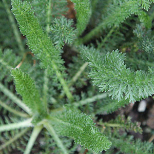 Achillea 'Mondapagode'