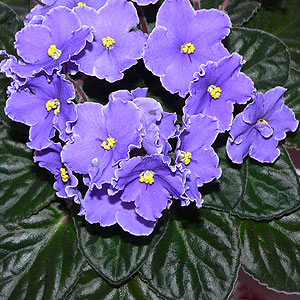 African Violet Geneva Edged Variety