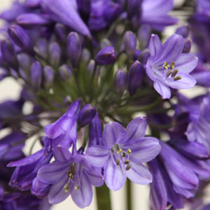 Agapanthus Isis