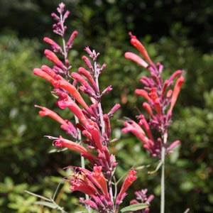 Agastache rupestris