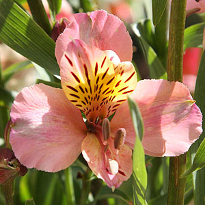 Pink Alstromeria flower