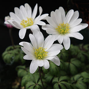 Anemone blanda