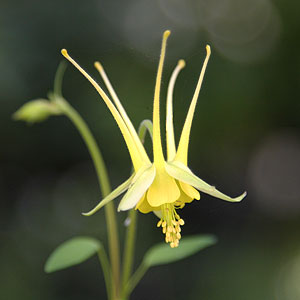 Aquilegia chaplinii