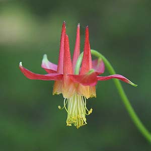 Aquilegia skinneri