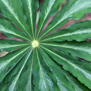 Arisaema consanguineum Silver Leaf Form