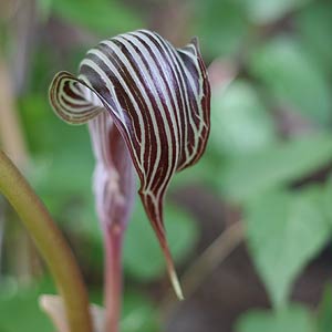Arisaema fargesii or 'Farges Cobra Lily'