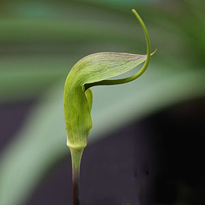 Arisaema tortuosum Whipcord Cobra Lily