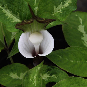 Arisaema