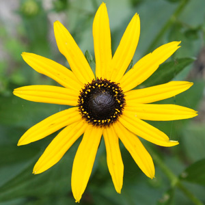 Autumn Flowering Rudbeckia