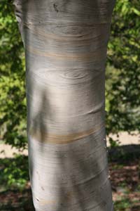 Betula utilis Jacquemontii