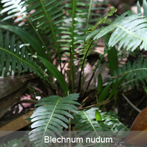 Blechnum nudum