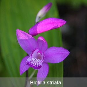 Bletilla Striata Orchid