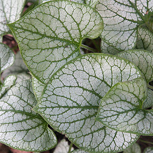 Brunnera Jack Frost