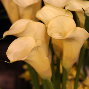 Calla Lily