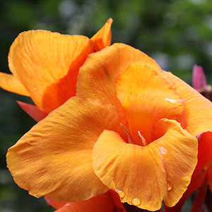 Canna Plant in Flower