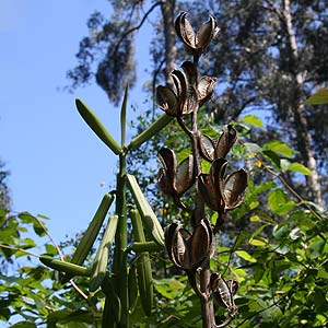 Cardiocrinum gigantium Seed Heads