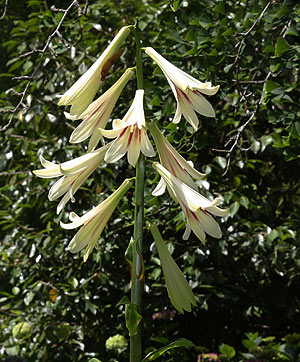 Cardiocrinum giganteum