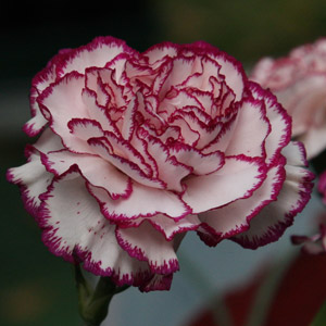 Carnation Flower