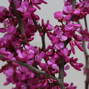 Cercis siliquastrum