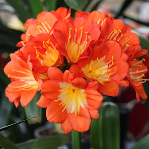 Clivia miniata