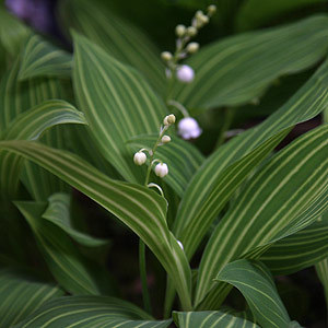 Variegated Lily of the Valley