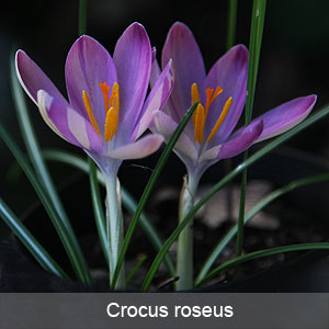 Crocus roseus bulb in flower
