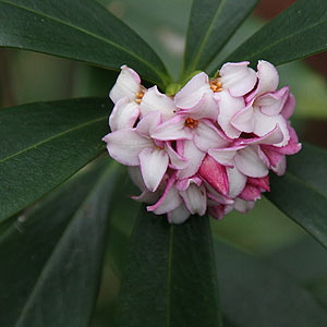 Daphne Plant