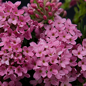 Daphne-cneorum