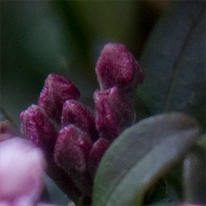 Daphne x napolitana