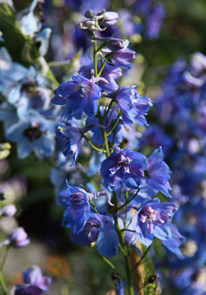 Delphinium Flower