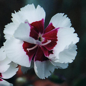 Red and White Dianthus Flower