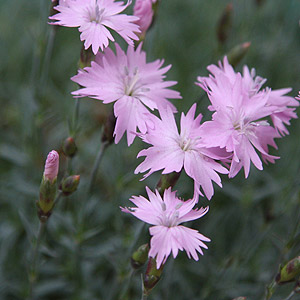 Dianthus gratianopolitanus or 'Cheddar Pinks'